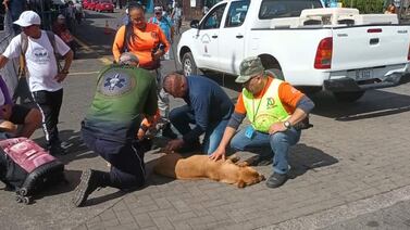 Esto pasará con el montón de perros rescatados durante la romería
