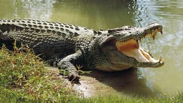 Muchacho se bañaba en río cuando cocodrilo le prensó el brazo