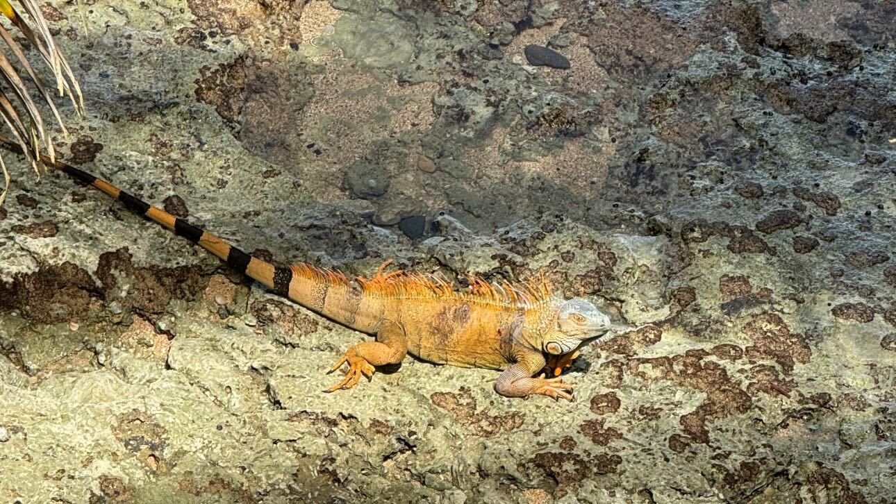 Esta iguana fue una de las bellezas que encontró Bismarck durante su paseo.