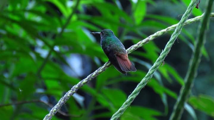 La famosa Catarata Río La Fortuna, ubicada en San Carlos, acaba de entrar por primera vez al exclusivo grupo del 1% de los mejores destinos turísticos del mundo, reconocimiento otorgado por la plataforma Tripadvisor dentro de los premios “Travelers’ Choice Best of the Best 2026”.