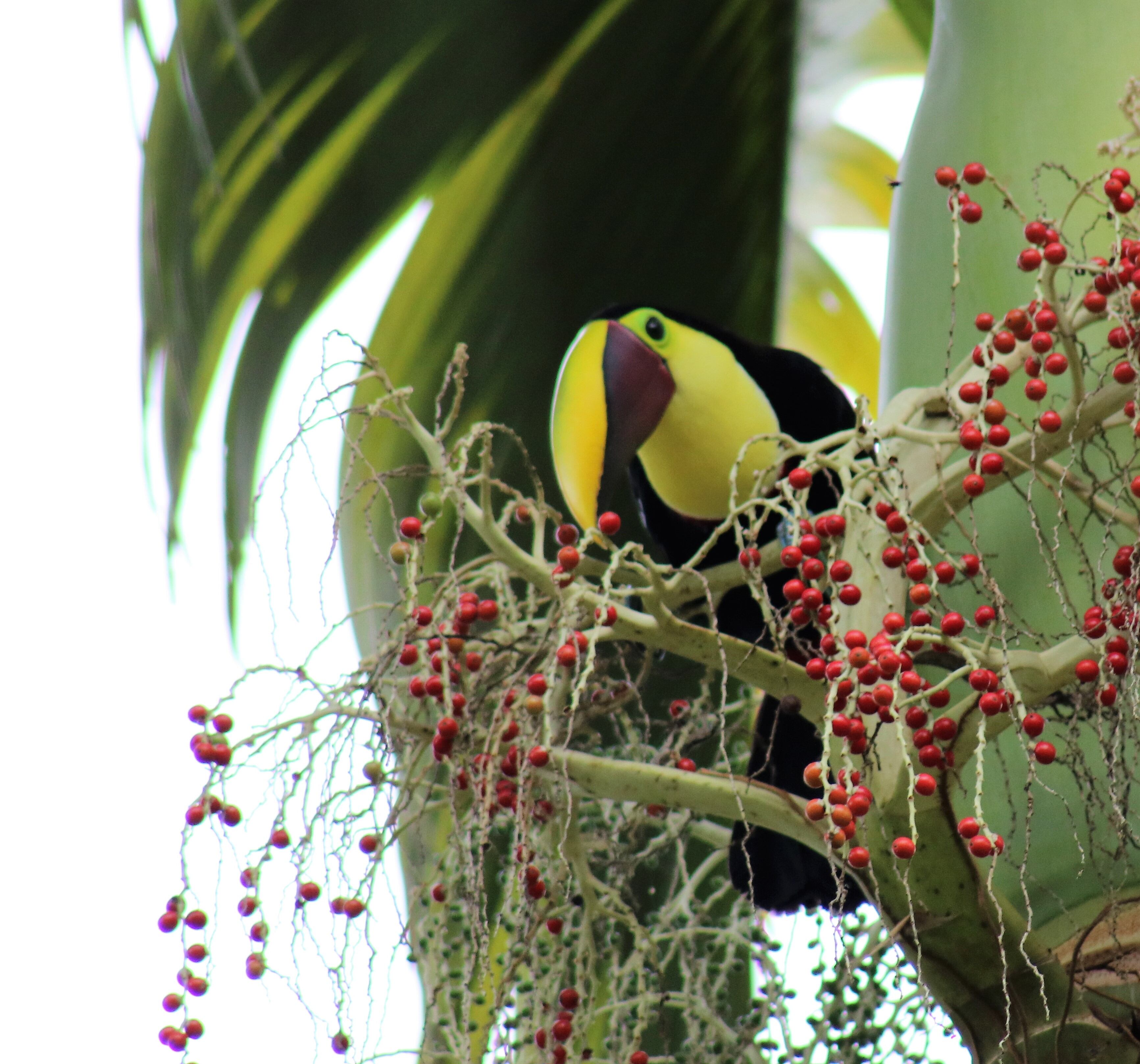 Caribbean Botanical Garden