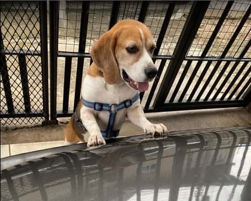 perro Tobby, raza Beagle, busca casa
