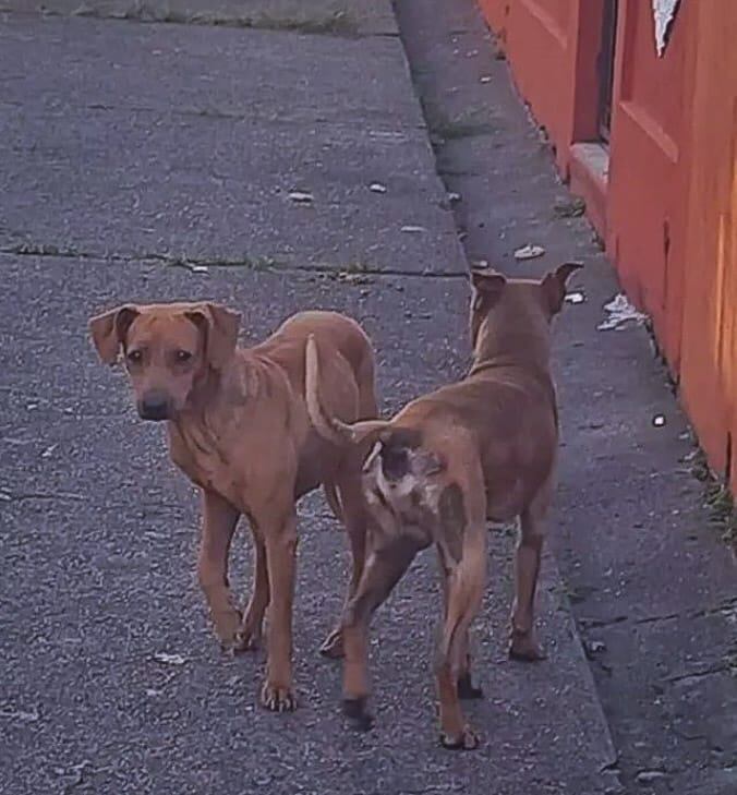 Sunny hace tres años era un perrito indigente que incluso fue abusado sexualmente, ahora vive como un rey con una familia de Calle Blancos