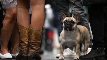 Colegio de veterinarios pegó el brinco luego de ataque de perro a niño en Multiplaza