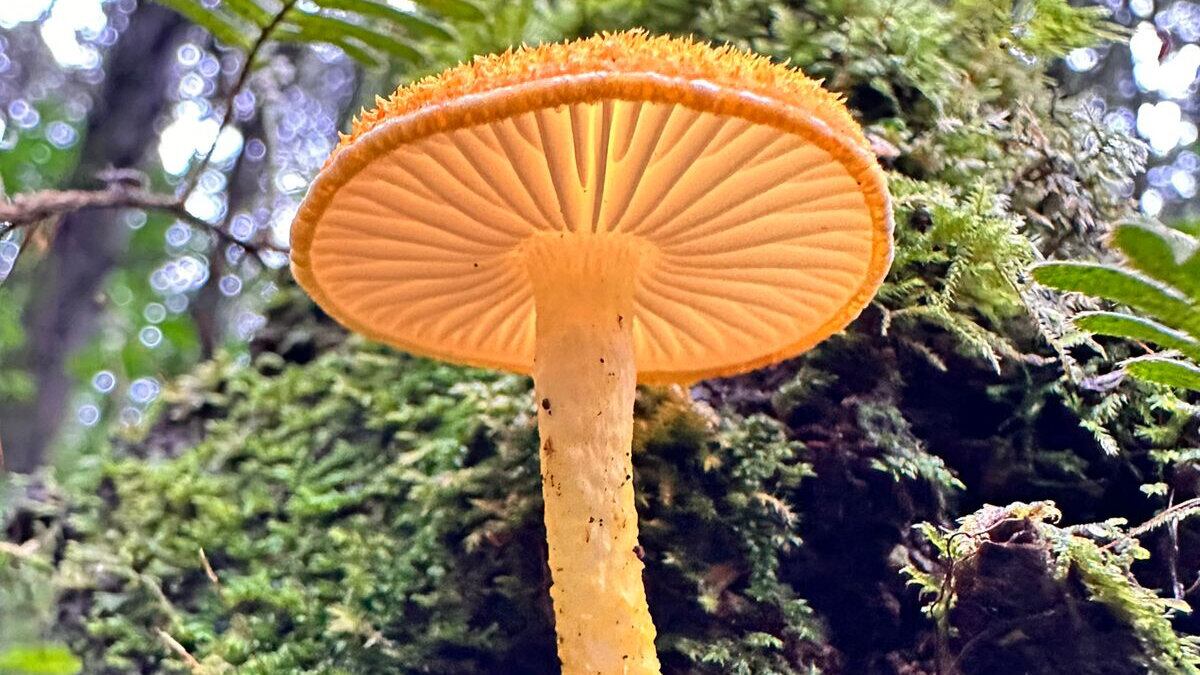 El parque de aventuras se ubica 3 kilómetros al norte de la Iglesia Católica en San José de la Montaña, Heredia.