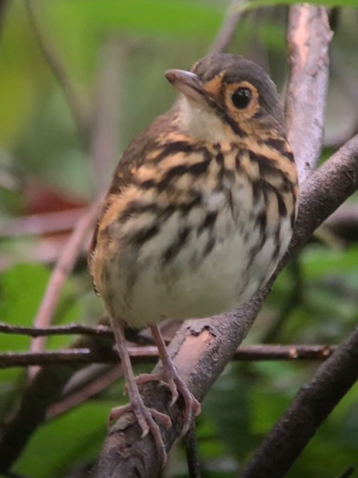 National Geographic se derrite en elogios para estos tesoros de Costa Rica.