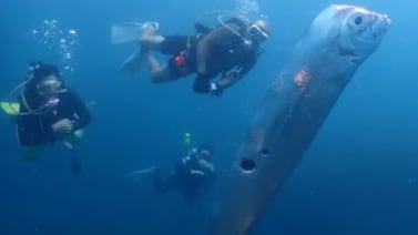 ¿Está el “pez del apocalipsis” anunciando tsunamis, terremotos y el fin del mundo?