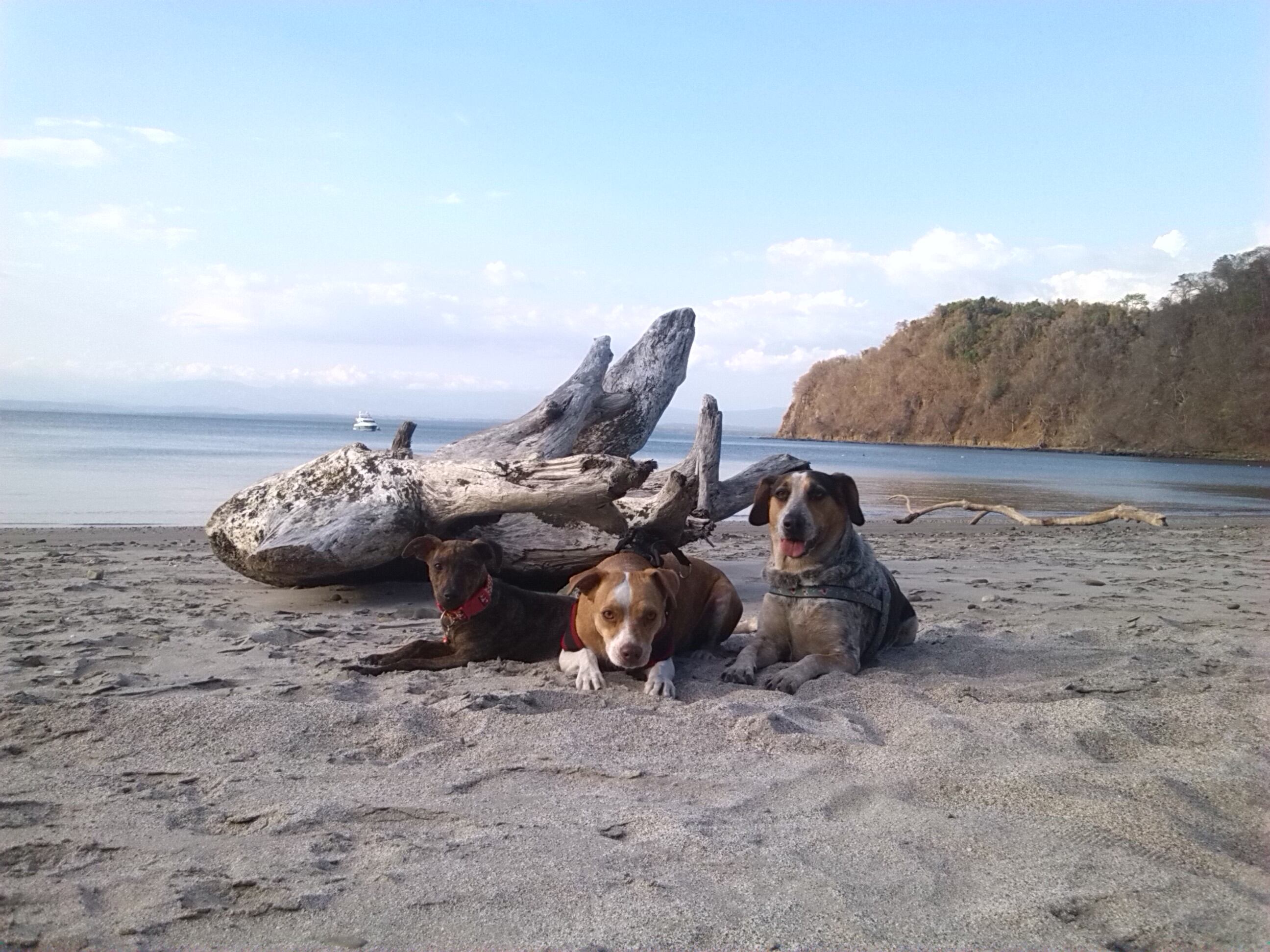 Merry, Maya y Mac, tres perros encontraron hogar una Navidad, en un partido de fútbol y en un parque. Fueron rescatados por Johnny Vargas Vargas y su hijo Josef.