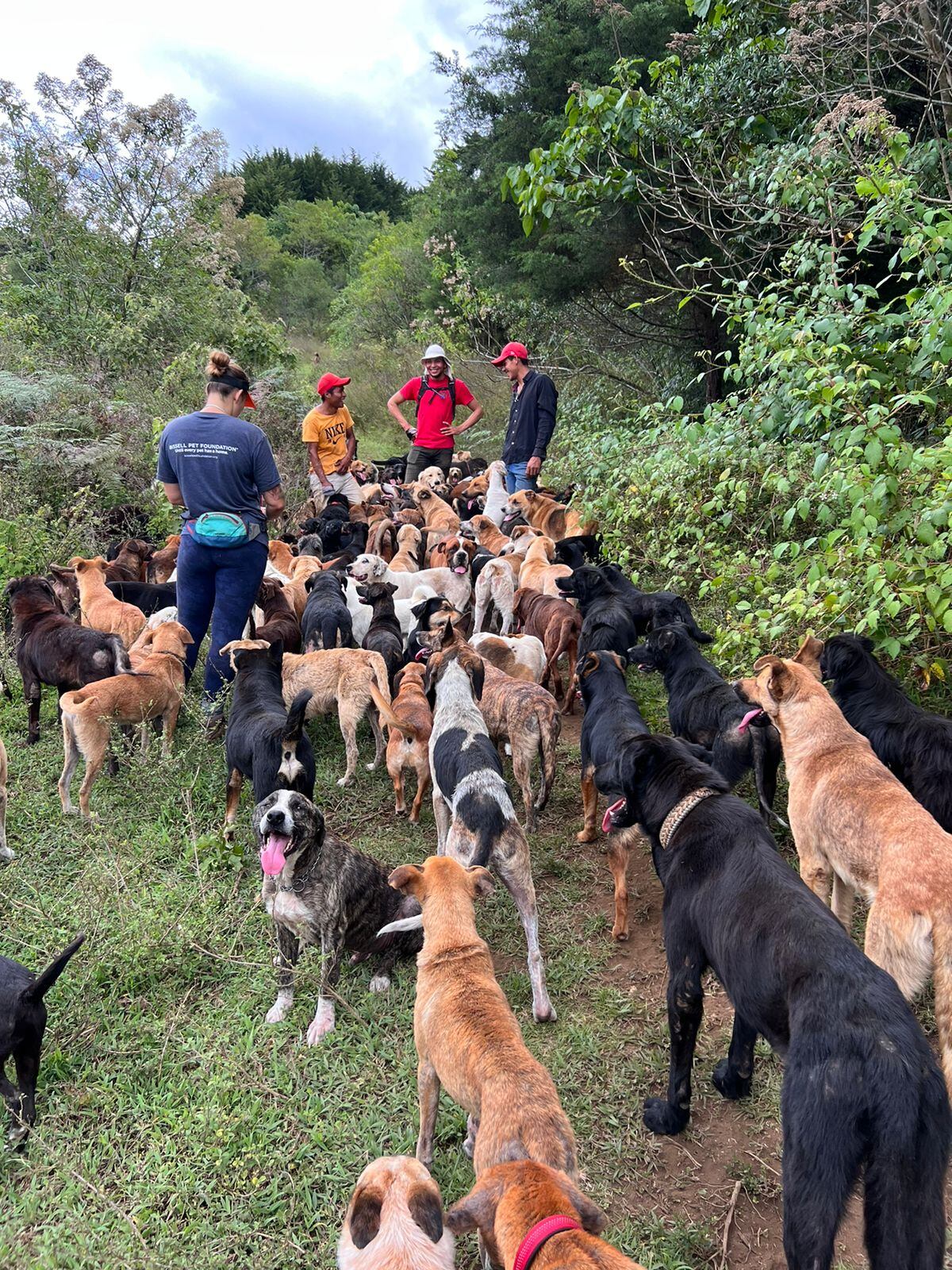 Historia con final feliz en Territorio de Zaguates y su perrito Abuelo.
