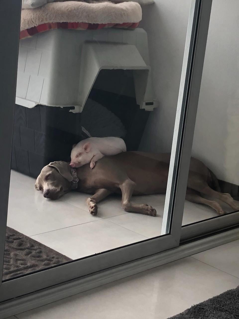 बर्नी मॅड्रिगल