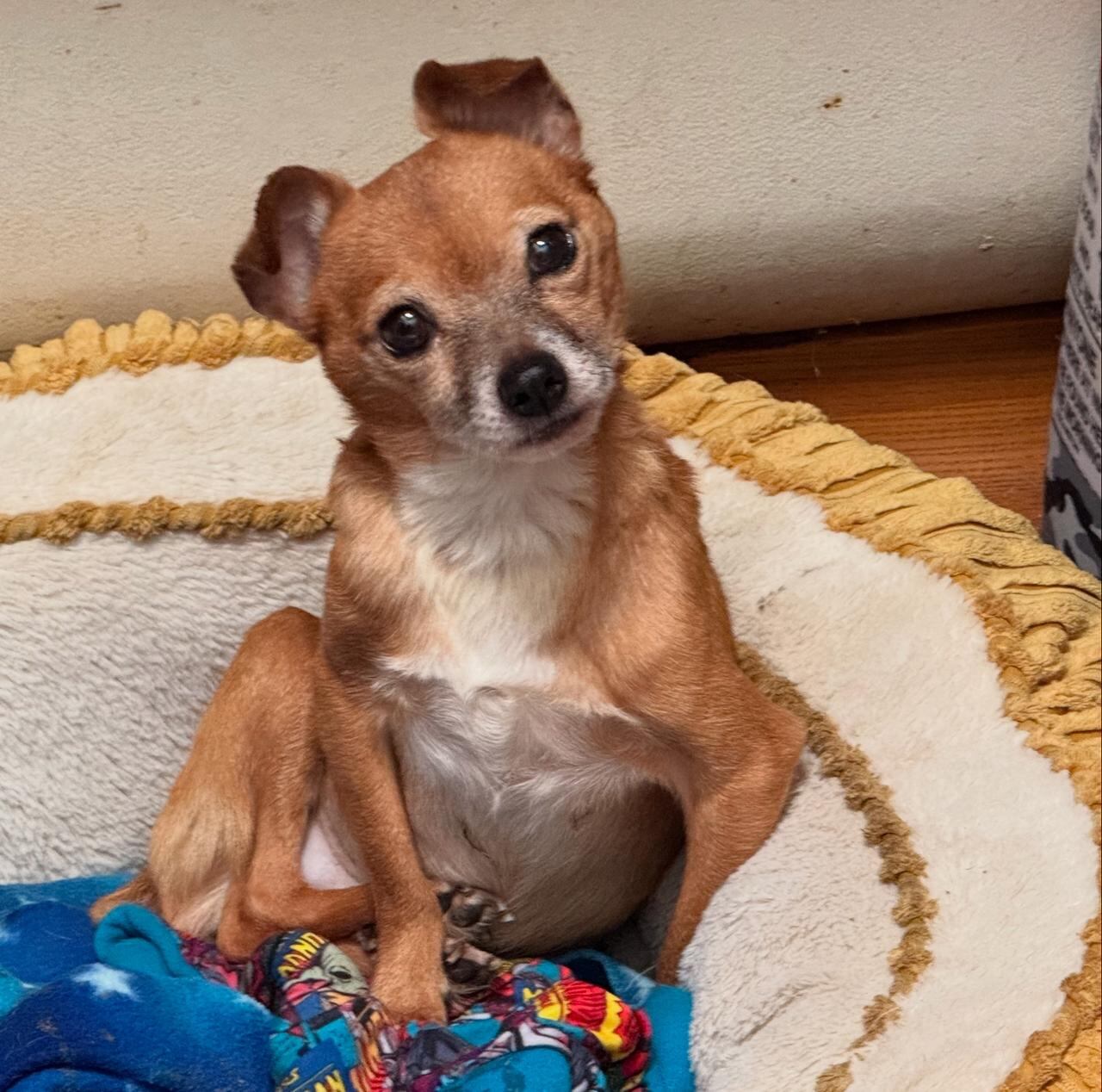 La Asociación Animales de Asís, en Heredia, recoge perritos abandonados, enfermos y despreciados por la sociedad.