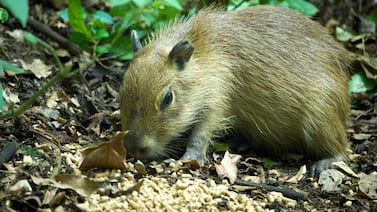 Este será el destino de los capibaras decomisados en nuestro país