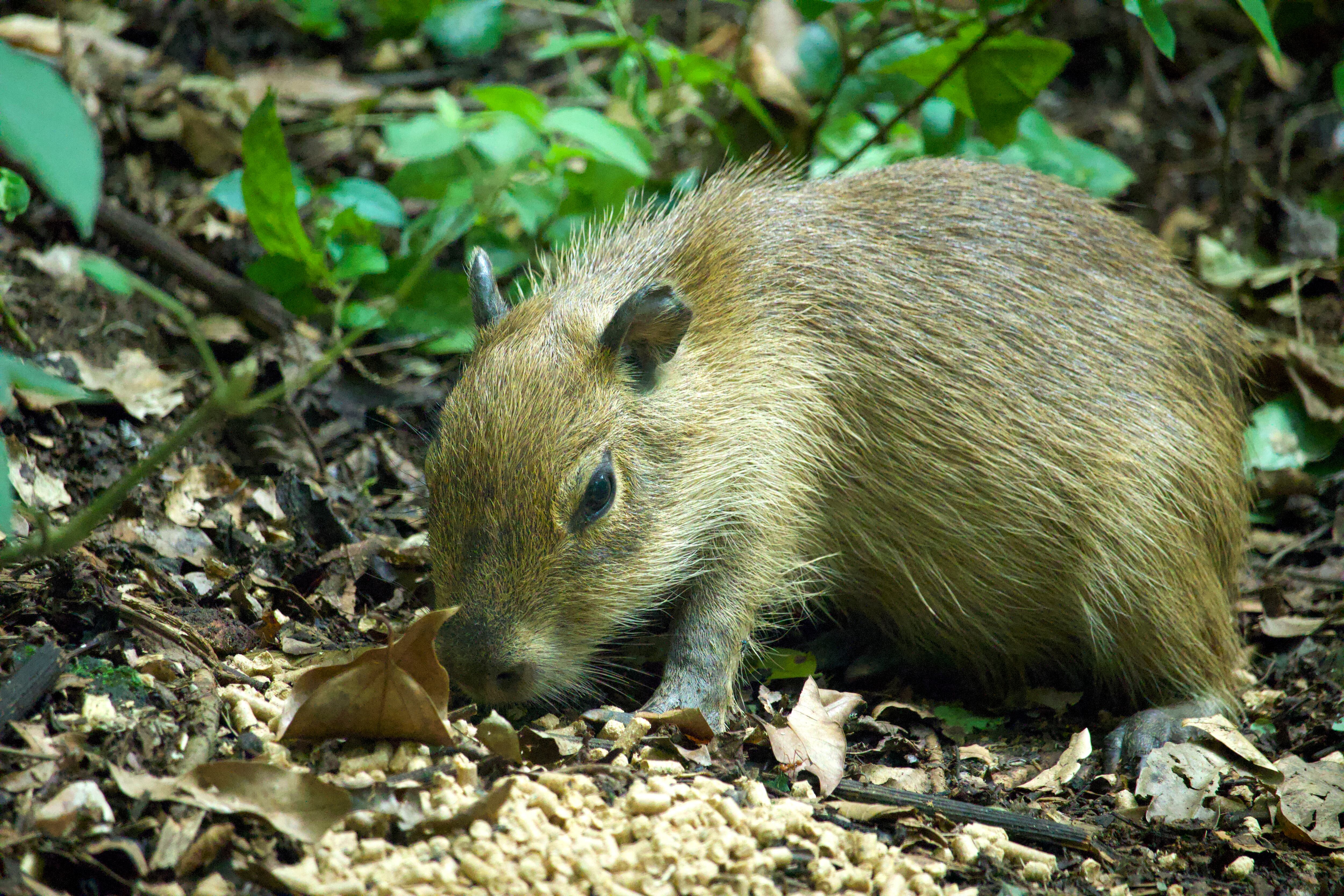 Una de las cinco crías de capibara decomisadas la semana pasada en Costa Rica. Fotografía: