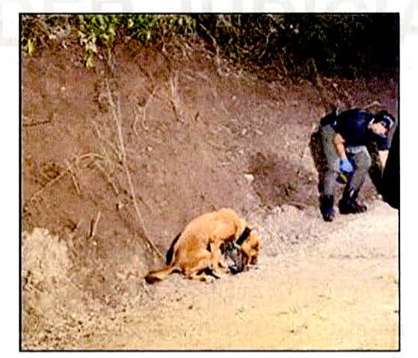 La perra policía marcó el sitio donde estaba el cuerpo de Junieysis Merlo dos veces