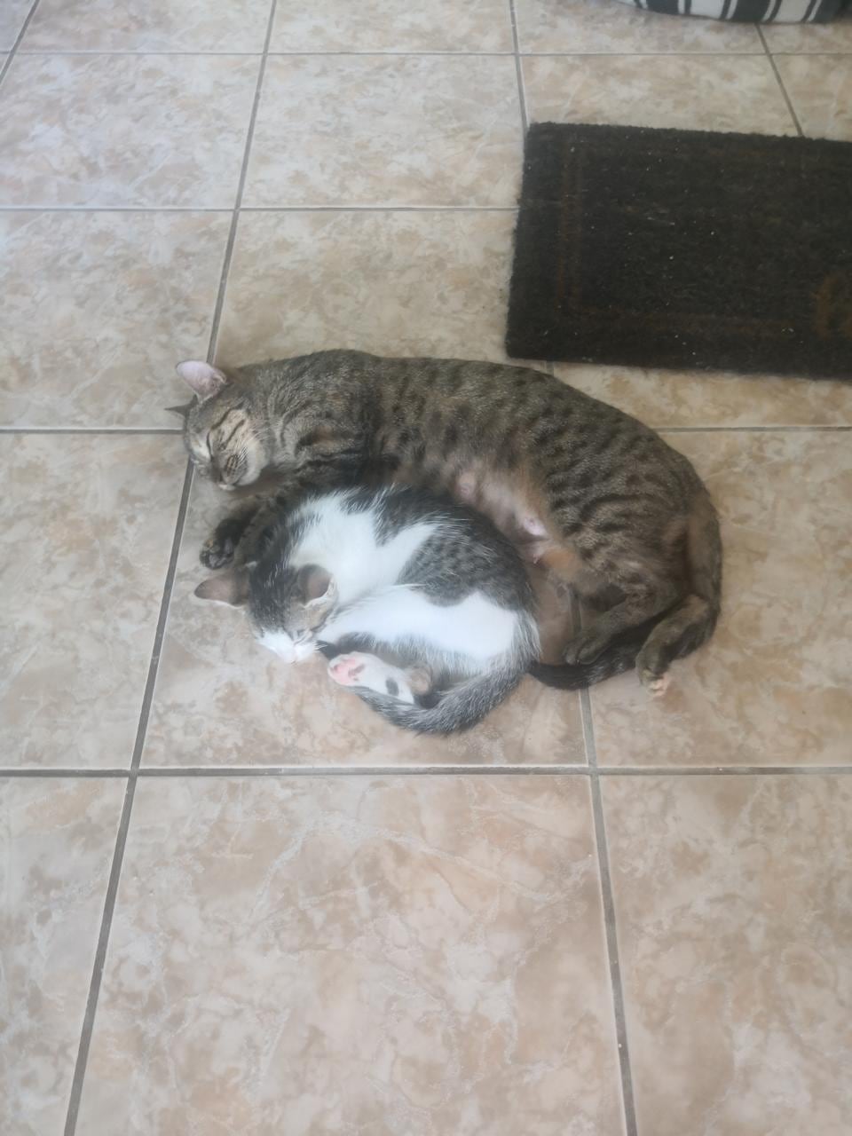 Tania Flores es de Villa Bonita de Alajuela y es la mamá humana del gatico Muérdago