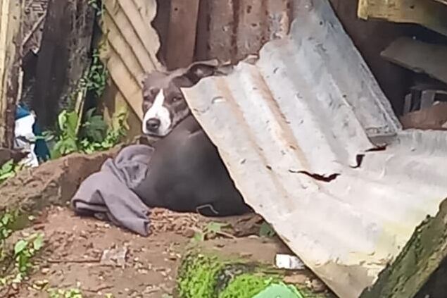 La perrita Sofía fue sacada de una casa en la cual era agredida, se le chineó en otra y ahora Senasa quiere que la devuelvan a donde la agredían