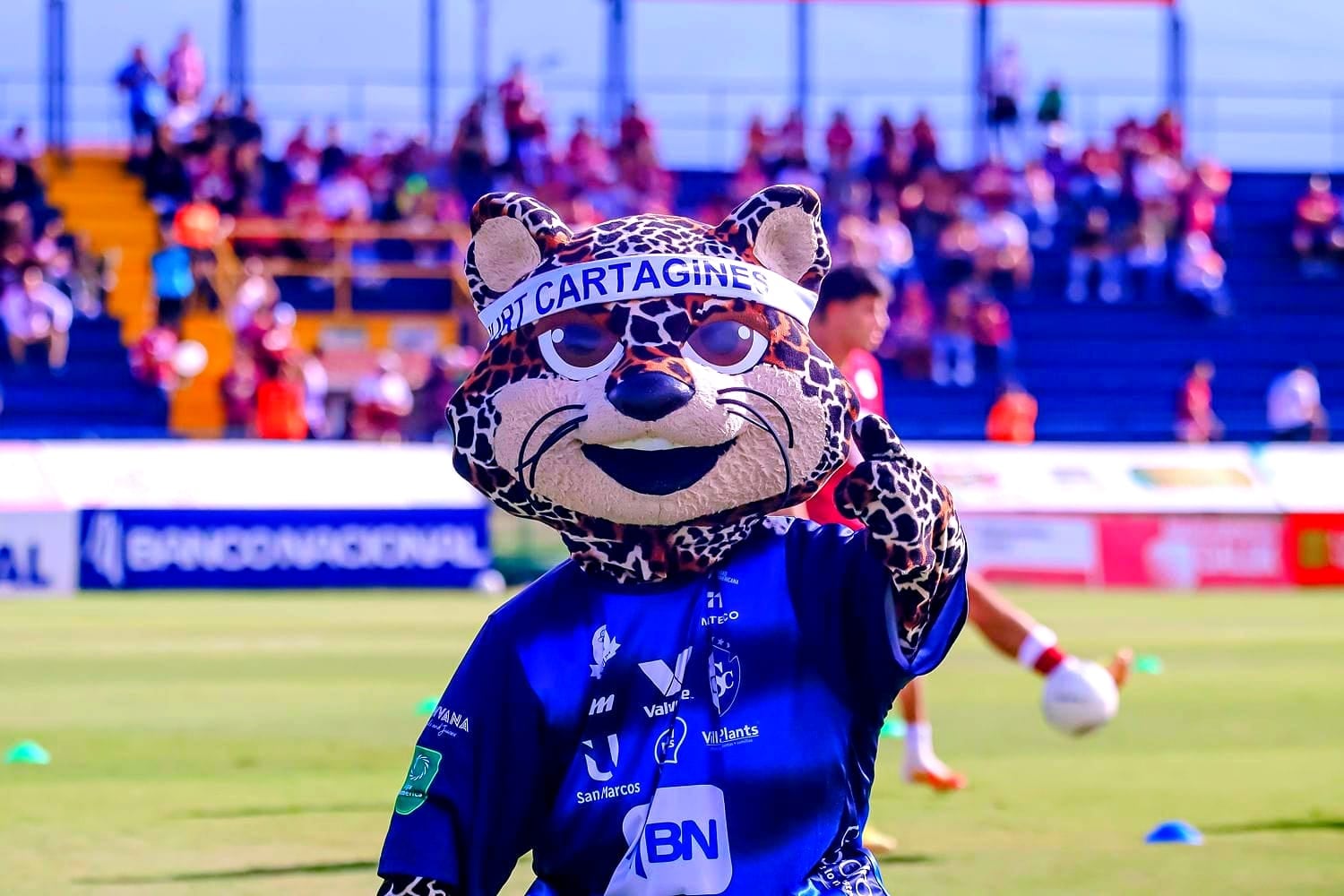 Max, la mascota del Cartaginés, se roba las miradas en el Fello Meza con sus bailes y travesuras.