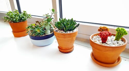 Guía plantas Perfil