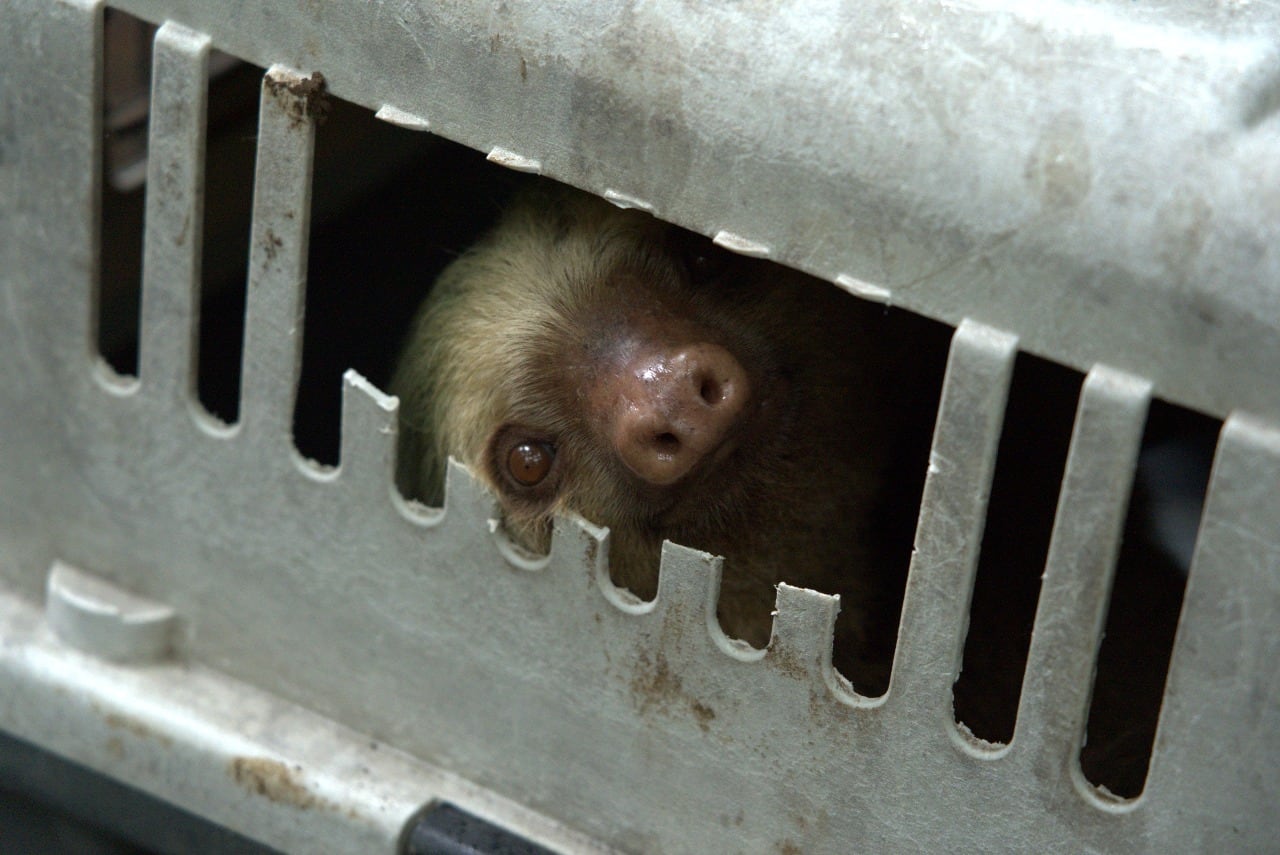 Mamá perezosa es un milagro, se electrocutó y fue sanada hasta con piel de tilapia. María Vargas Vargas, supervisora de Marketing del Toucan Rescue Ranch fue una de las rescatistas