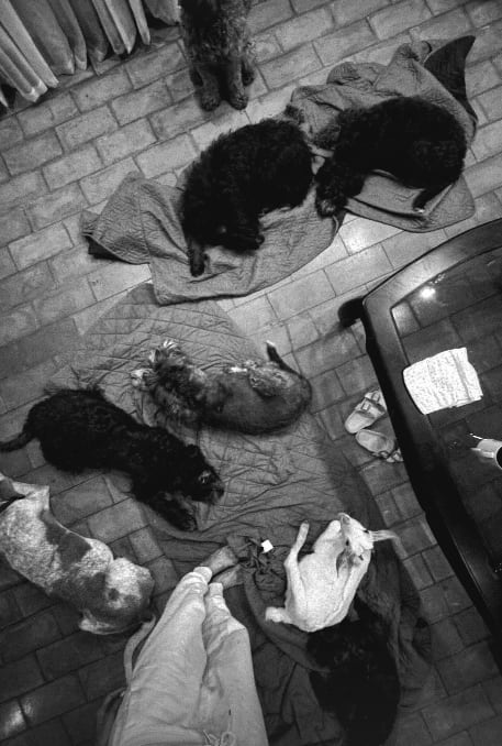 Johanna Solano y sus mascotas