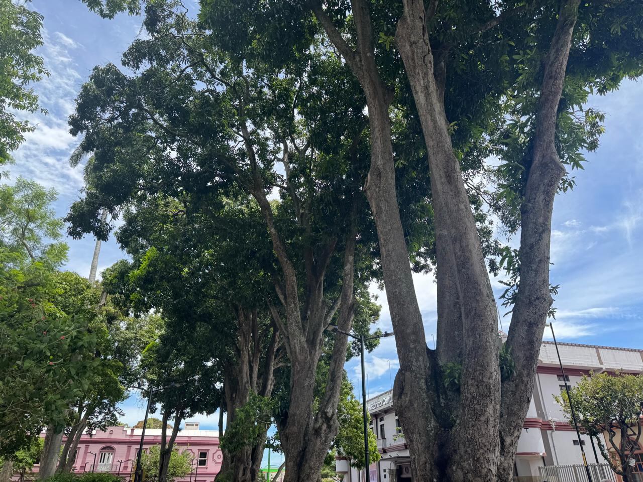 Caída de mangos en parque de Alajuela