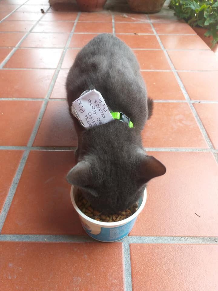 Un gato “infiel” es la nueva sensación de las redes sociales. Se dejaba querer por dos familias, en una se llama Pixi y en la otra Huarache