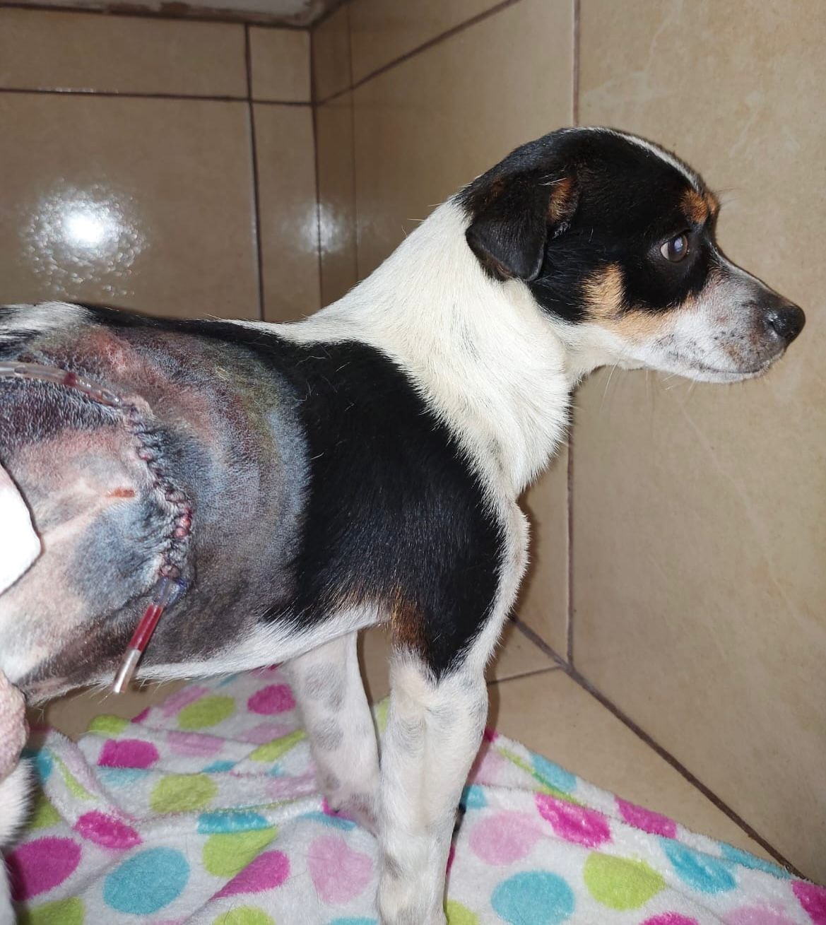 Pinto es uno de los perritos que ganó el concurso de La Teja