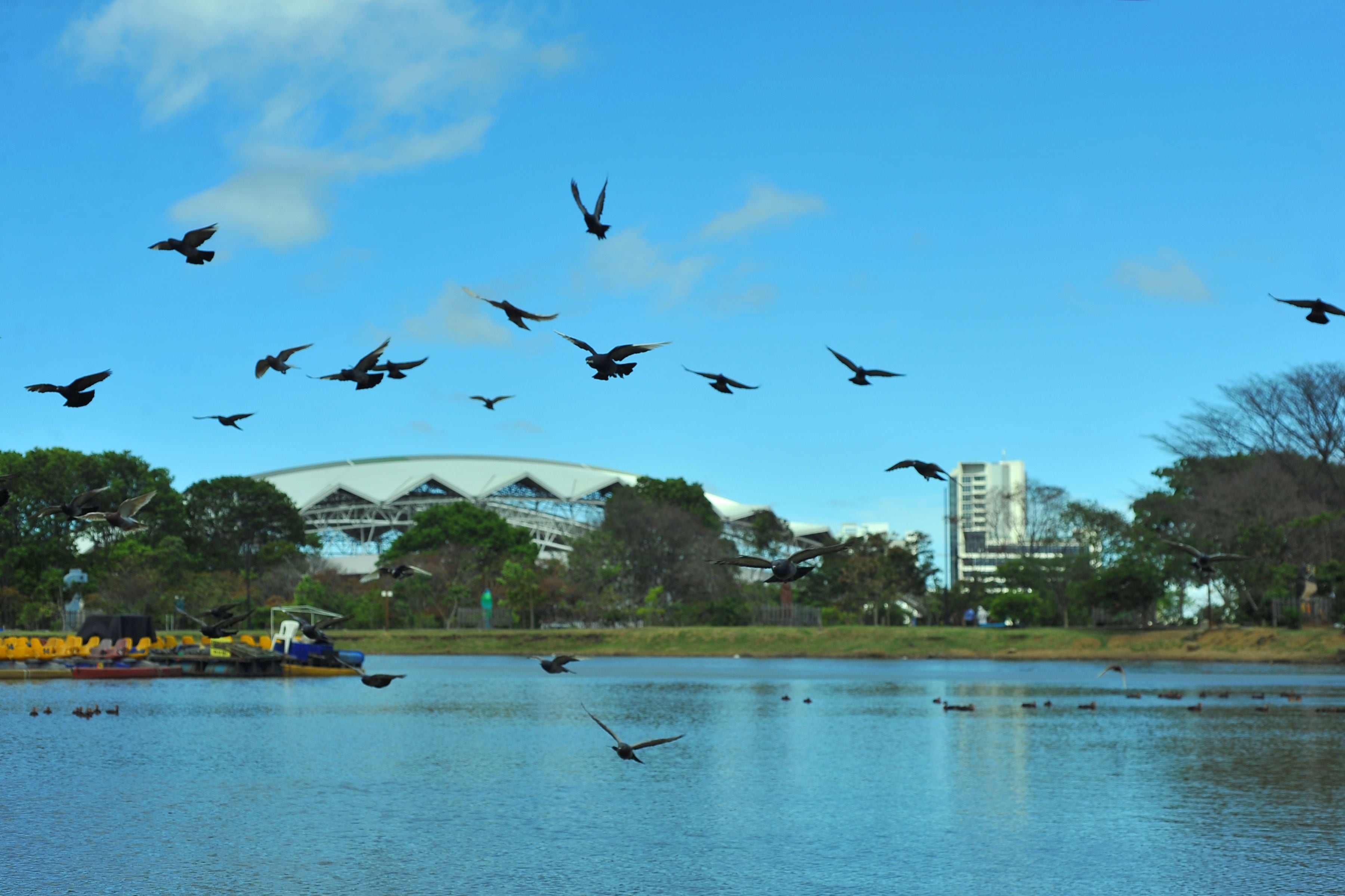 Aprovechando la celebración del Día Nacional del Árbol, que fue este 15 de junio, el Instituto Costarricense del Deporte y la Recreación (Icoder) y el Scotiabank, confirmaron que después de 13 años finaliza el proyecto de arborización “Una Nueva Sabana” en Parque Metropolitano La Sabana.