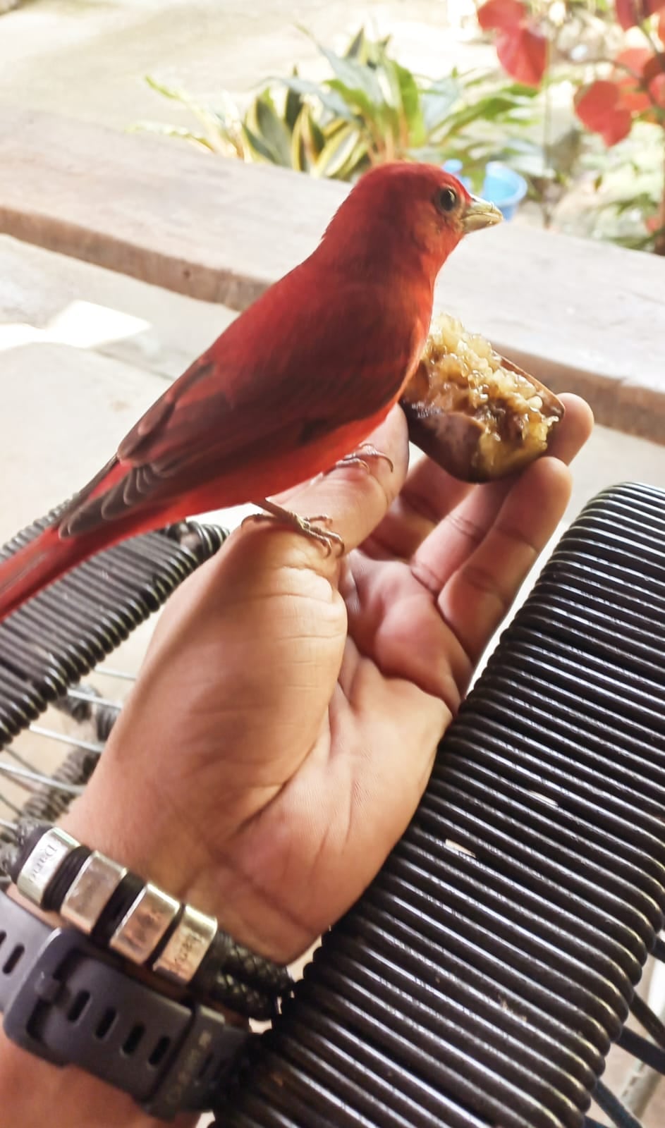 Don Catalino Cedeño Cedeño, quien tiene 76 años y de la pura cepa de Puerto Jiménez, nos contó que el pájaro Sangre de Cristo llegó por primera vez en el 2020 y en su corazón, y en el de su esposa, doña Rita Ceballos Aguirre, sintieron que la visita de ese pajarito rojo era una señal de que todo iba a estar bien.