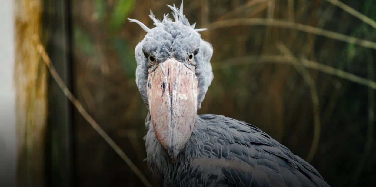 cigüeña picozapato
