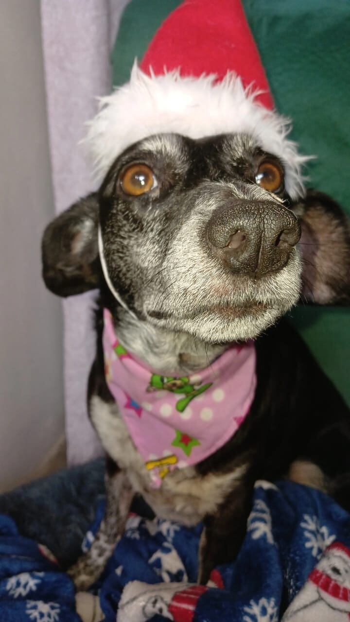 En San Rafael de Heredia vive Julieta, una perrita zaguatica de cinco años que, como dice su abuelita perruna, “ella fue quien escogió a la familia”