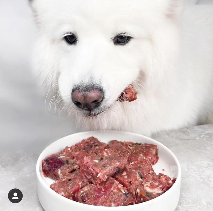 Chinee a su perrito y aprenda a alimentarlo correctamente en Viva Feria de Mascotas.