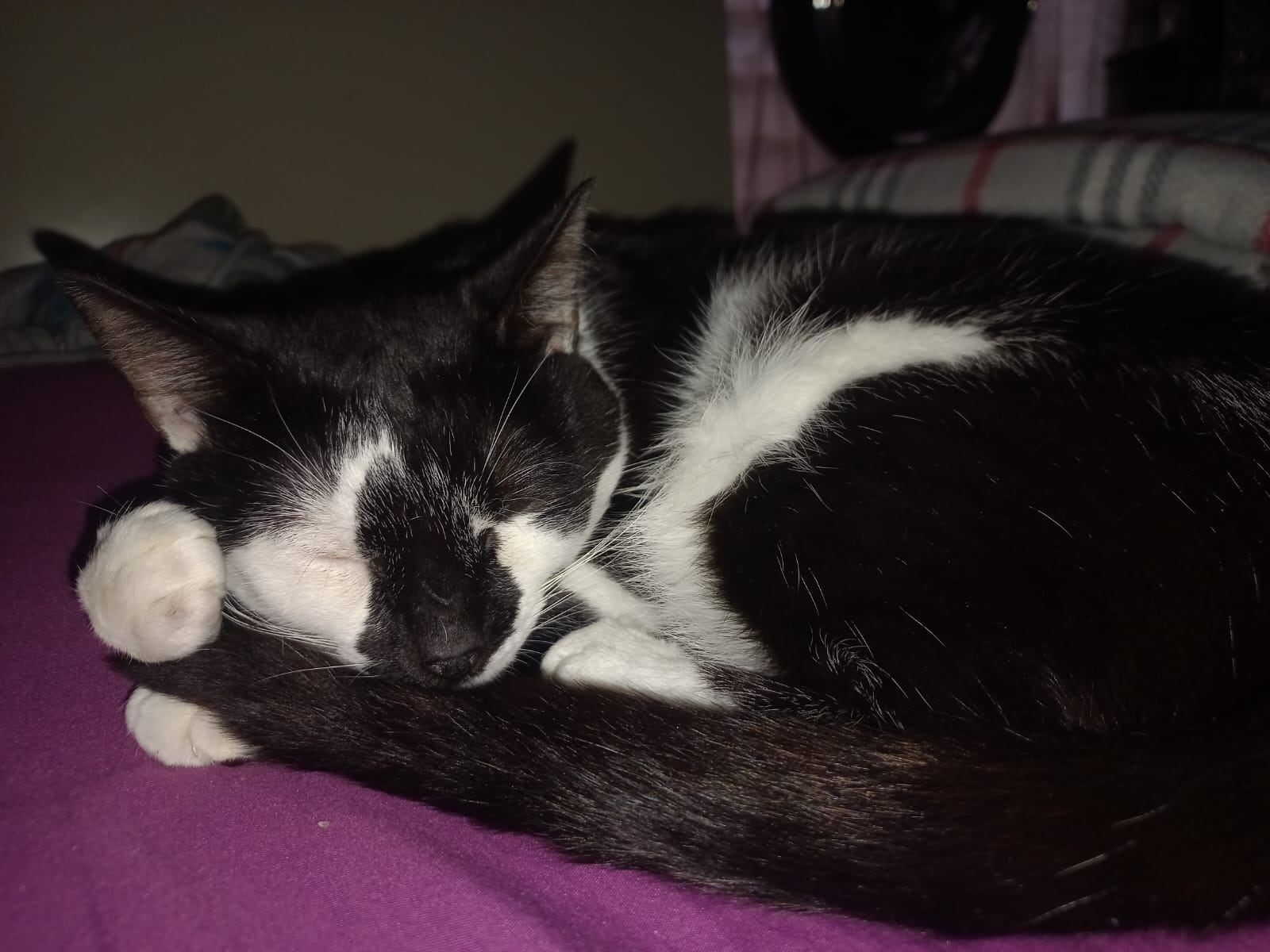 Ligia Taylor Mena, vecina de San Felipe de Alajuelita, nos cuenta cómo su gato Chuky le regaló amor y lecciones en tiempos de pandemia.