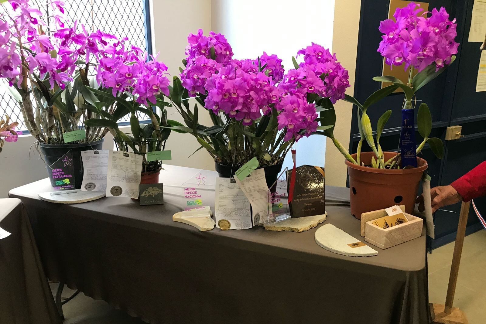 Las orquídeas serán las estrellas en un evento con entrada gratuita.