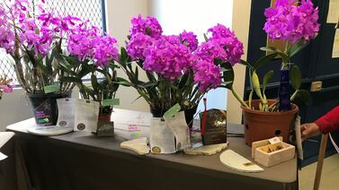 Las orquídeas serán las estrellas en un evento con entrada gratuita