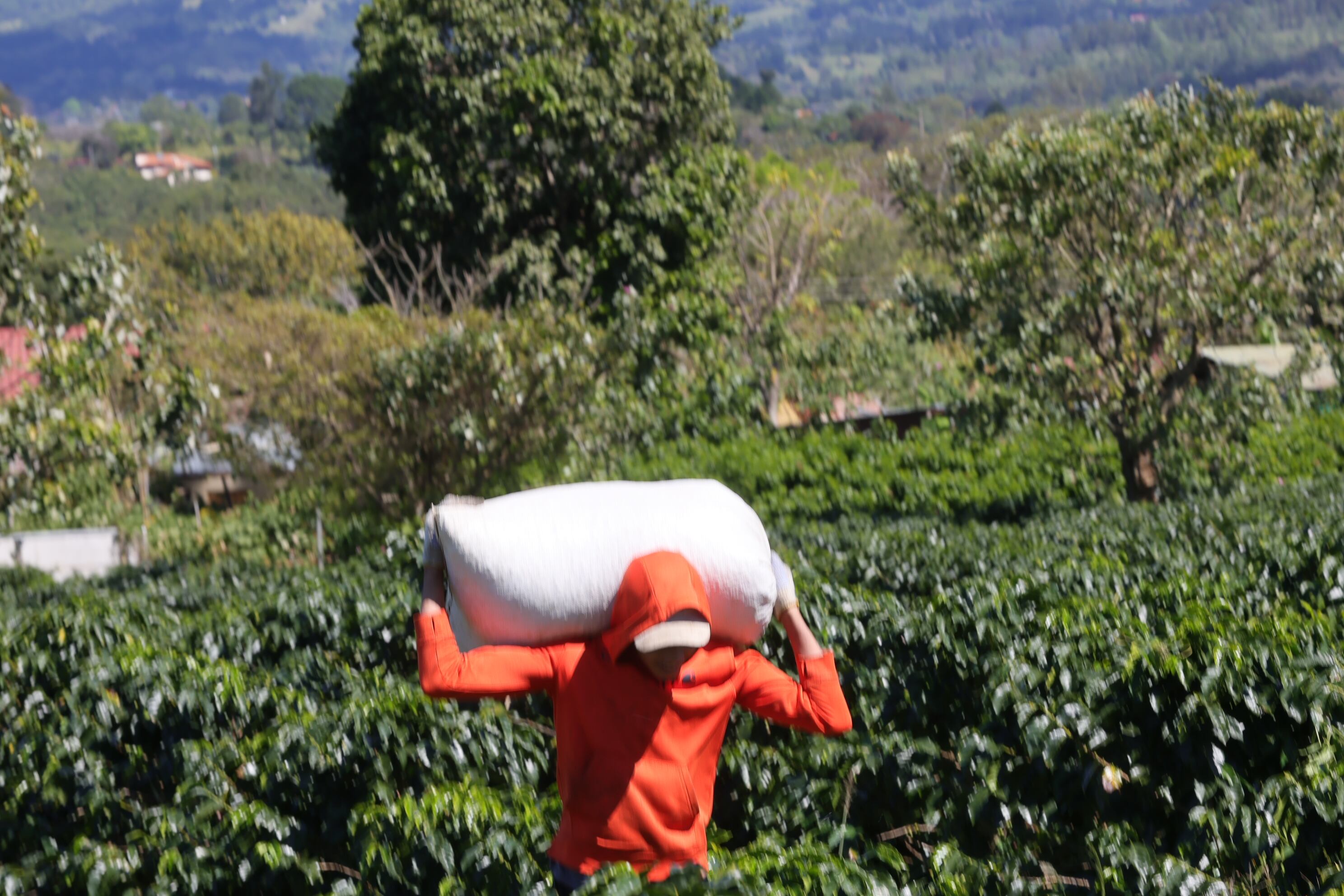 Campaña de la empresa Icafé Jale a coger café en Barva de Heredia / foto John Durán
