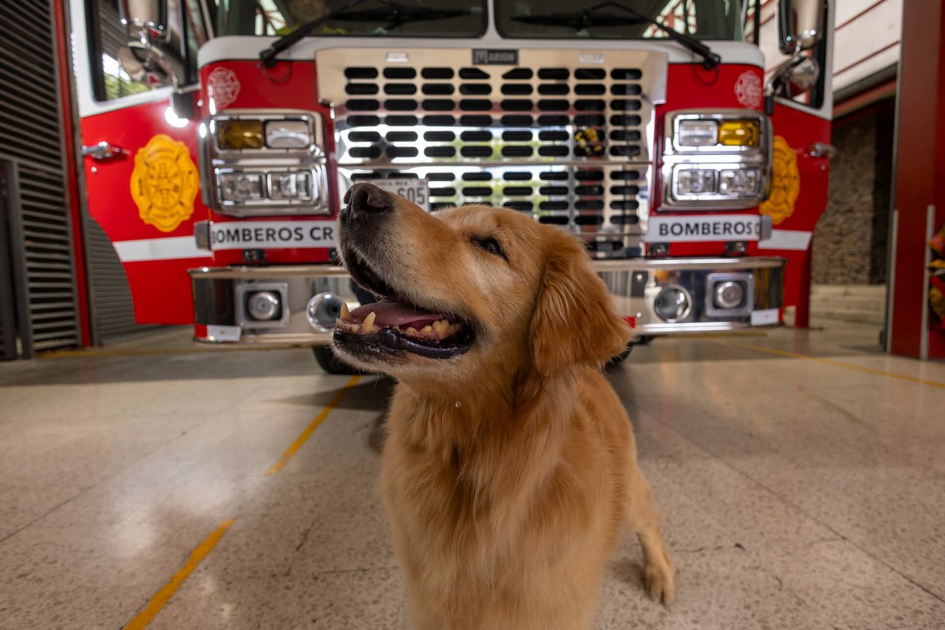 Zeus , perro rescatista de los bomberos