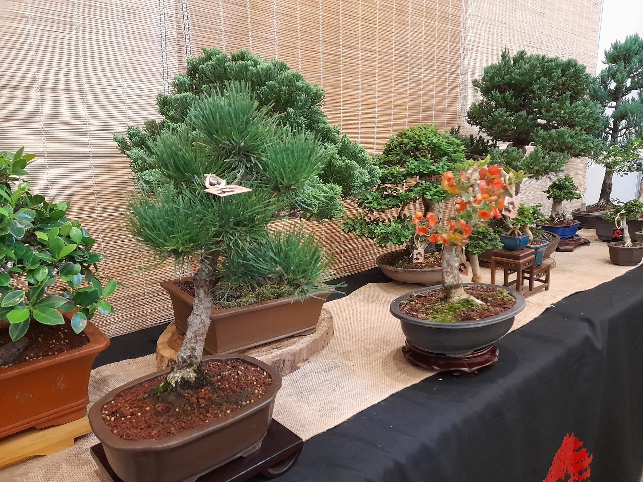 La feria de jardinería más grande del país es parte de la familia de Expocasa y Decoración 2026