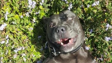 ¿Por qué los perros comen pasto? Expertos explican cuándo es normal y cuándo debe llevarlo al veterinario