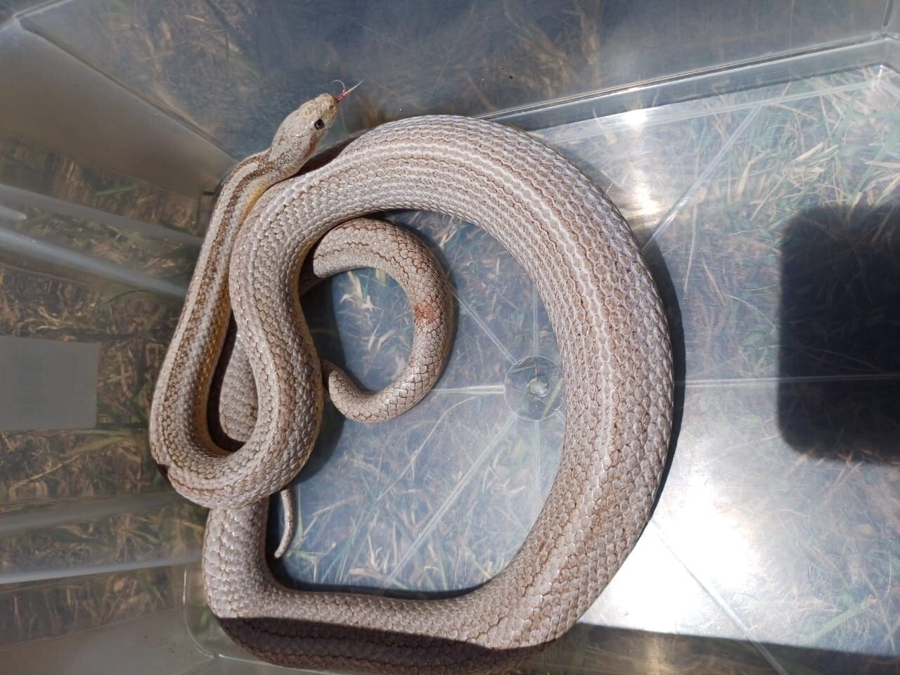 Serpiente del maíz, era vendida por un joven en redes sociales. Foto: OIJ