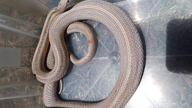 Joven fue detenido por vender extraña serpiente en redes sociales