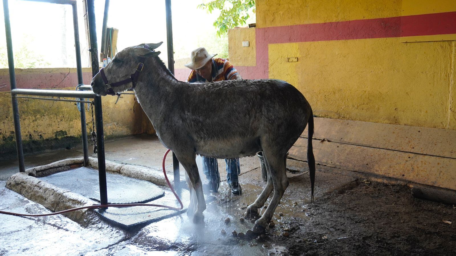 Pepe, con cuatro años, es el burro que para el 2022 llevará la imagen del Señor del Triunfo el domingo 10 de abril, en la procesión del Domingo de Ramos