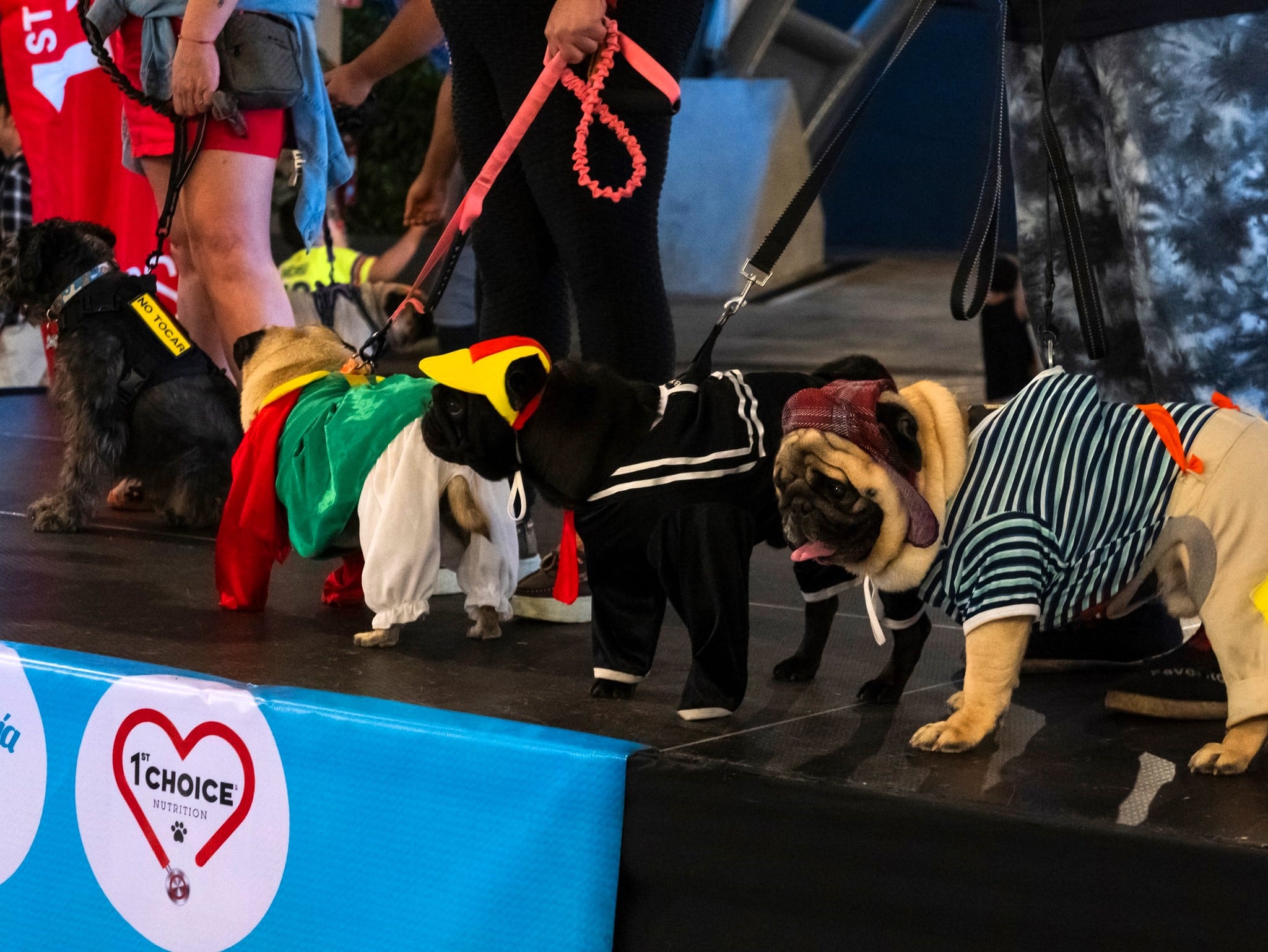 Expo Mascotería se llevará a cabo este fin de semana