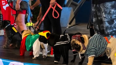 Expo Mascotería: ¡Un fin de semana ideal para afianzar el amor por mi mascota!