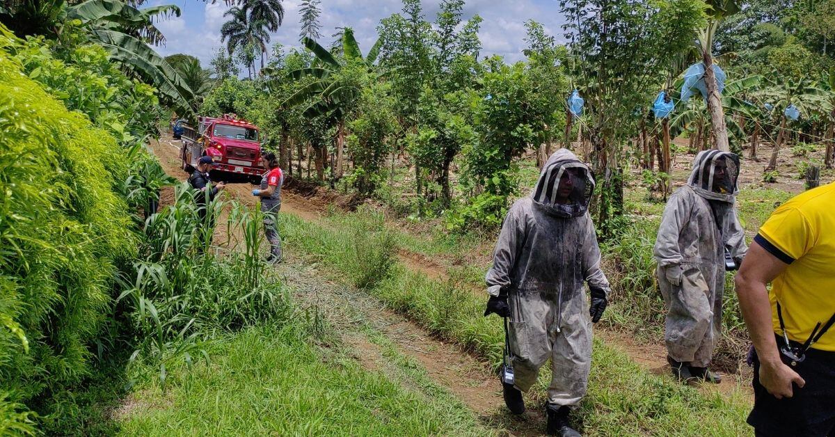 Un hombre adulto fue declarado fallecido tras un ataque de abejas ocurrido en Cariari de Limón. (Foto: suministrada por Reiner Montero, corresponsal GN)