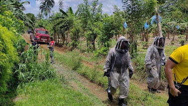 Abejas matan a viejito de 87 años y ponen en peligro la vida de otras dos personas