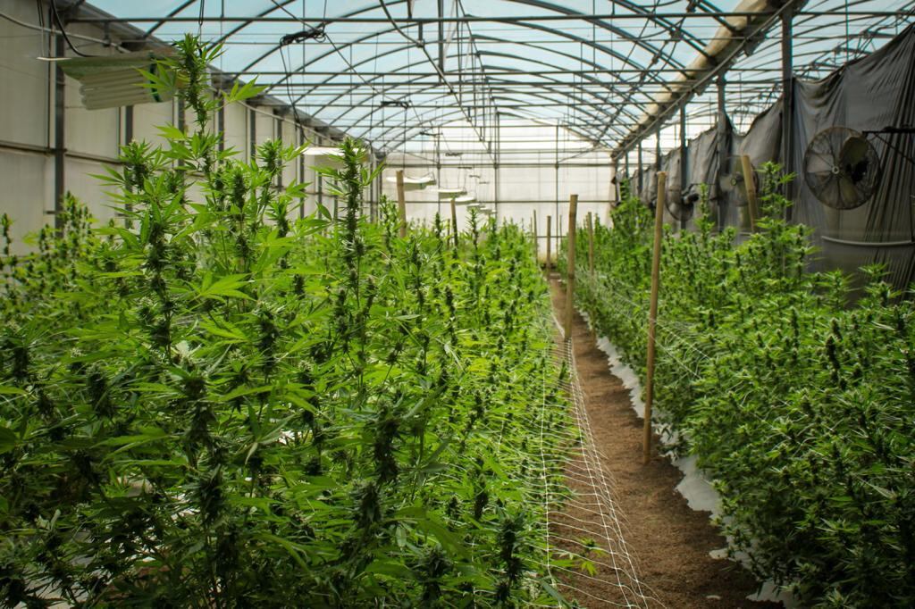 El control de la temperatura, la luz y el agua, entre otros aspectos, es fundamental en el cultivo de cáñamo, una variedad de Cannabis, según resultados preliminares de los ensayos en Costa Rica. Foto: Cortesía del INTA