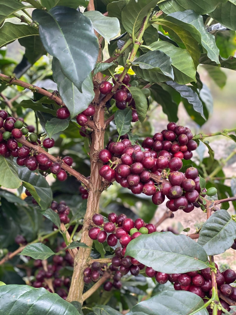 Los más de 70 representantes del mundo, entre los que se encuentra el mismísimo rey de España, Felipe VI, recibirán un regalo desde las propias entrañas de nuestro terruño, tres tipos de café de la mejor calidad de exportación que tenemos de la empresa tica Café de Altura de  San Ramón