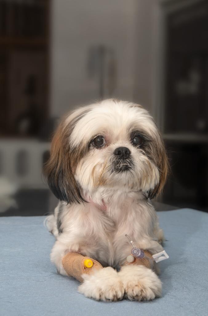 Chou Chou es una perrita tica de 6 años de la raza Shih Tzu que el año pasado se puso muy malita de salud y terminó este 2023 en el quirófano en donde le pusieron un marcapasos
