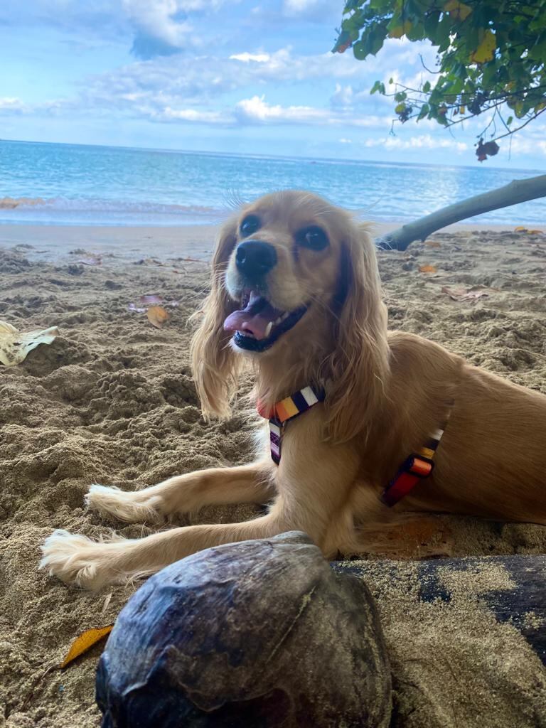 Quemaduras en las almohadillas de las patitas, golpes de calor, deshidratación y que se pierda son algunos de los problemas más comunes que puede sufrir su perrito (algunos también llevan hasta el gato) cuando la lleva a pasear